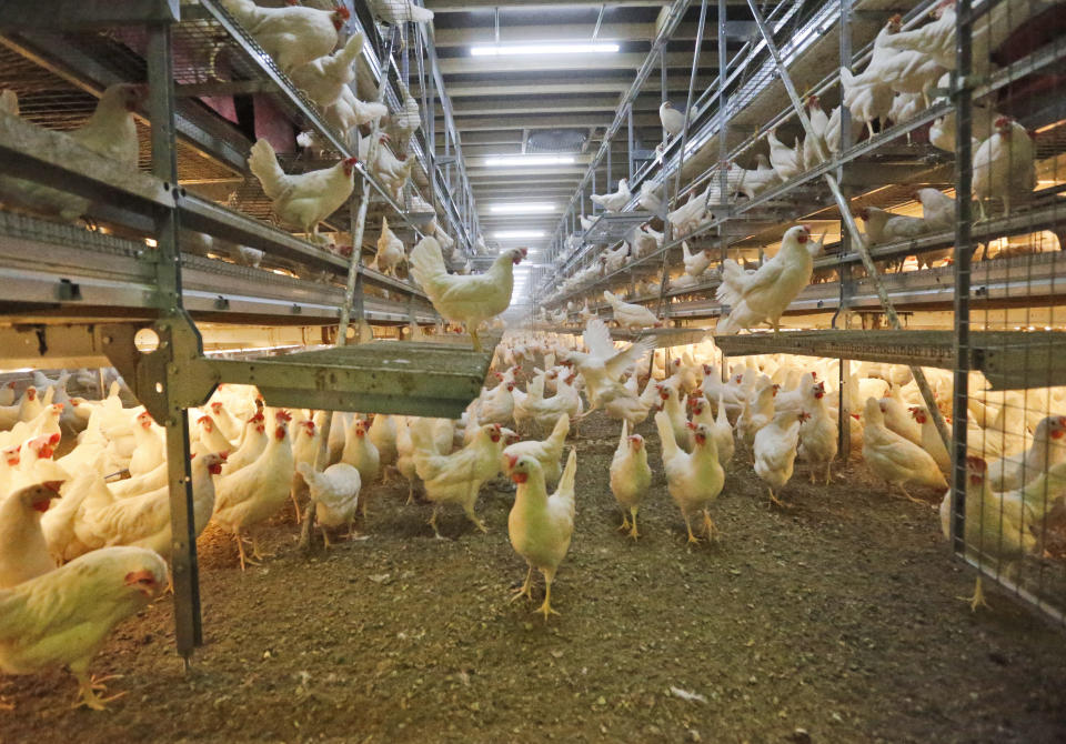 FILE - In this March 17, 2015 file photo, ground kept chicken are pictured at a farmer in Breckerfeld, Germany. The German government plans to ban the practice of killing male chicks after they hatch, which results in the death of some 45 million birds per year in the country. (AP Photo/Frank Augstein, File)