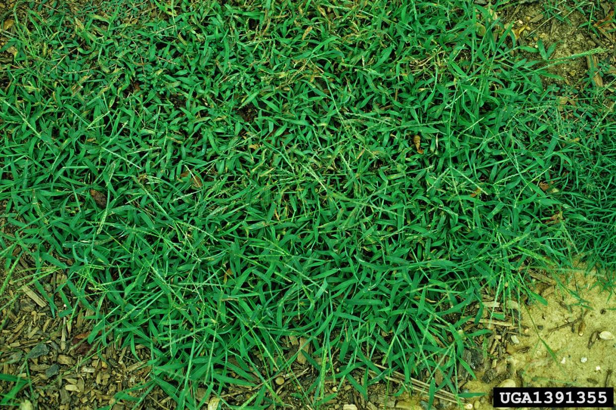 how to get rid of crabgrass