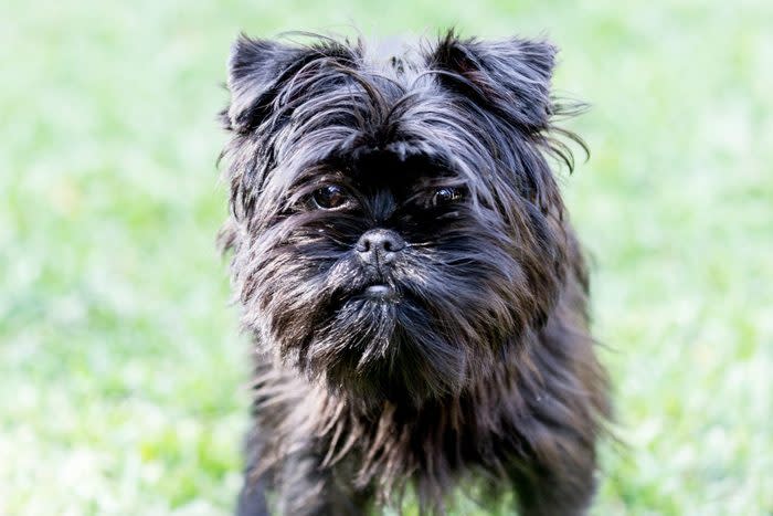 Affenpinscher in the grass