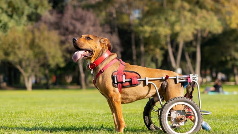 Disabled Dog Becomes New Face of Dog Mom’s Charity