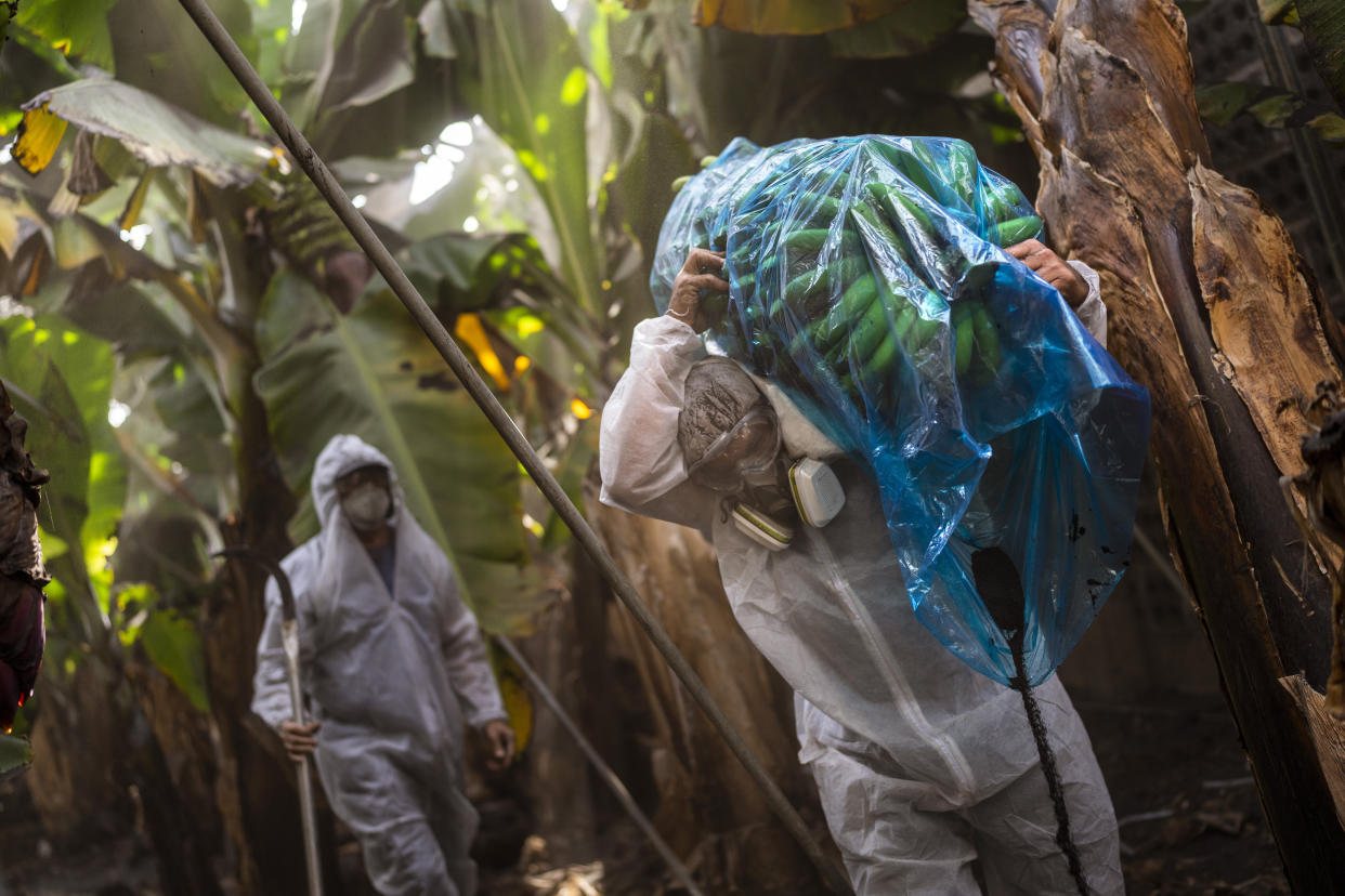 Antonio Alvarez carries a bunch of bananas in a banana plantation on the Canary island of La Palma, Spain, Sunday, Oct. 31, 2021. The volcano that has been roaring on Spain's La Palma for over six weeks has destroyed the livelihoods of thousands of farmers and workers who grow and sell the Canary Islands banana. So far, lava flows have covered over 390 acres of land dedicated to the cultivation of the sweet yellow fruit that feeds 30% of the economic motor of the Atlantic island. (AP Photo/Emilio Morenatti)