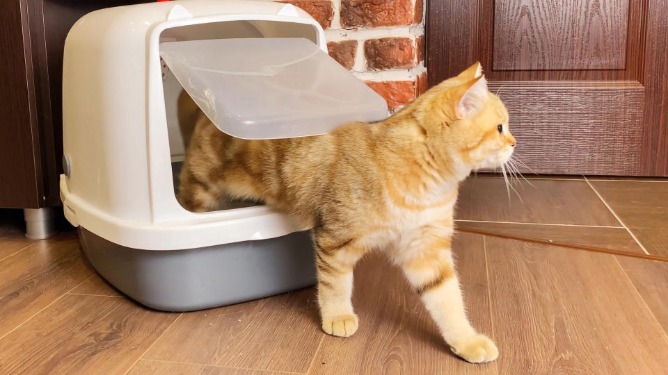 A cat walking out of a litter box