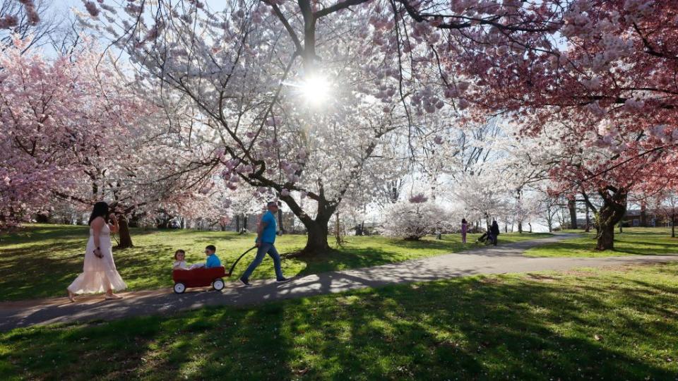 cherry blossoms at branch brook park in newark, new jersey
