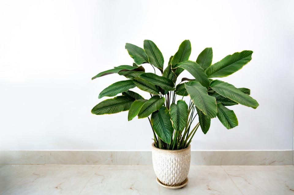 air purifying plants calathea cv sanderiana in a black pot, white background isolate