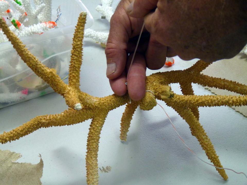 CORRECTS SPELLING OF LAST NAME TO NEDIMYER - This May 17, 2013 photo shows Ken Nedimyer showing recreational divers how to tie new corals onto a tree nursery in an effort to restore corals during a workshop on restoring coral reefs in Key Largo, Fla. Nedimyer has been breathing new life into coral reefs for more than a decade with his Coral Restoration Foundation. His workshop teaches divers how to plant coral nurseries in the Florida Keys. (AP Photo/Suzette Laboy)