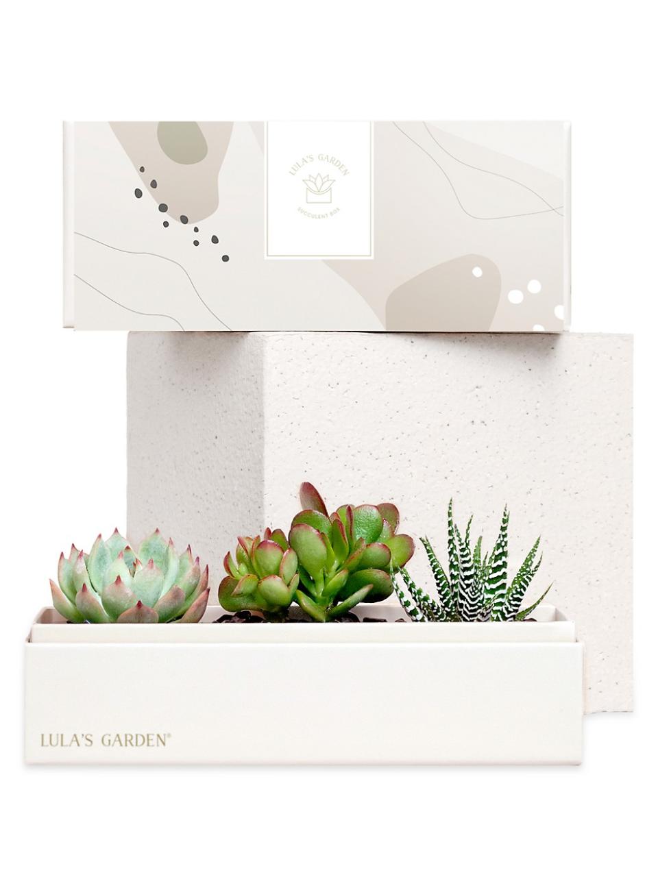 <p><a href="https://go.redirectingat.com?id=74968X1596630&url=https%3A%2F%2Fwww.saksfifthavenue.com%2Fproduct%2Flula-s-garden-jewel-garden-succulent-plant-0400010828301.html&sref=https%3A%2F%2Fwww.cosmopolitan.com%2Fstyle-beauty%2Fbeauty%2Fg5193%2Finexpensive-holiday-gifts%2F" rel="nofollow noopener" target="_blank" data-ylk="slk:Shop Now;elm:context_link;itc:0;sec:content-canvas" class="link ">Shop Now</a></p><p>Jewel Garden Succulent Plant</p><p>saksfifthavenue.com</p><p>$46.00</p>