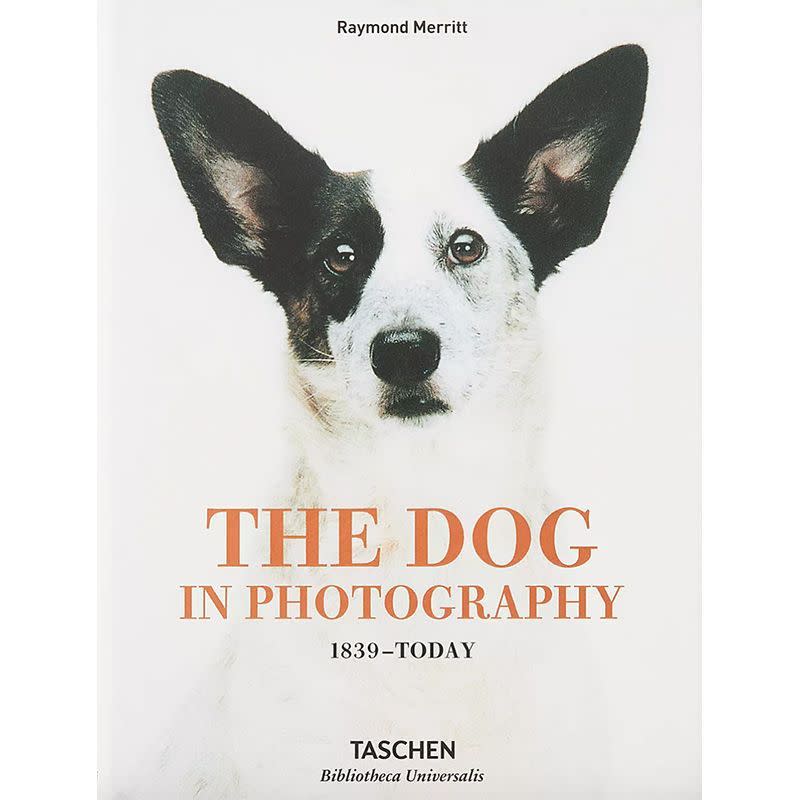 21) The Dog in Photography