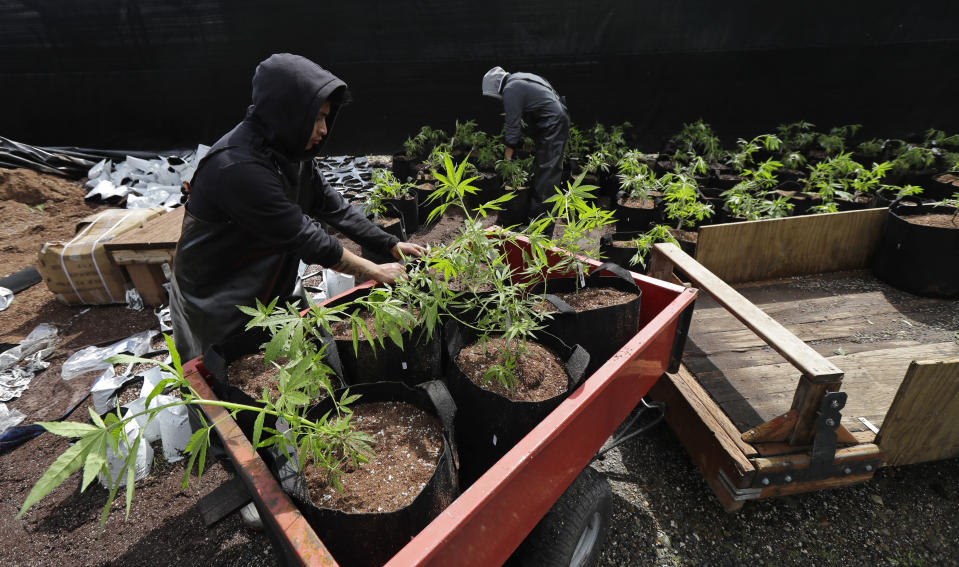 FILE - In this April 12, 2018, photo, Alex Martin, left, and Macrio Ahlon, right, load transplanted marijuana plants into a trailer near Shelton, Wash. A new federally funded study found, not surprisingly, that marijuana use in Washington state is up since pot became legal in 2014. The hard, or not-so-hard, evidence was in sewage samples. (AP Photo/Ted S. Warren)