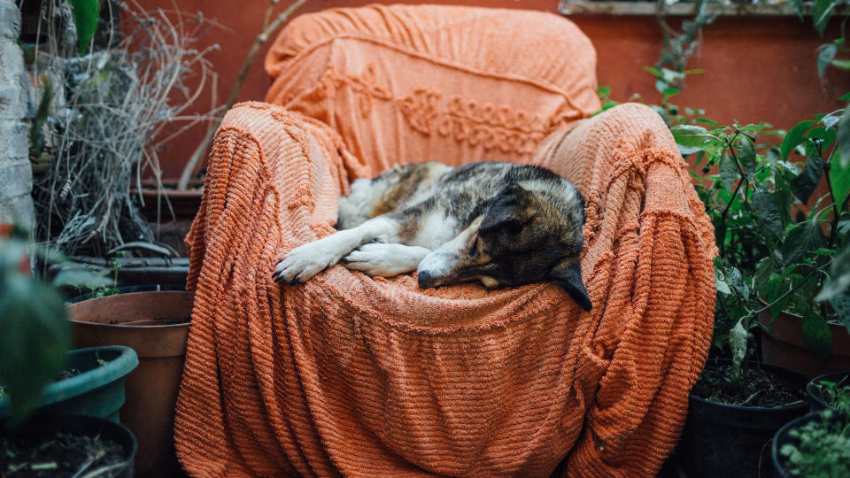 dog on old armchair with old blanket