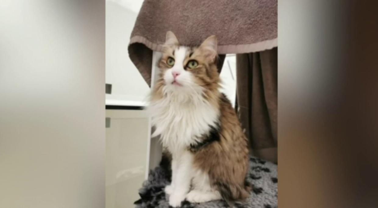 Neko a été écrasé par un TGV le 2 janvier en gare Montparnasse, à Paris. - BFMTV