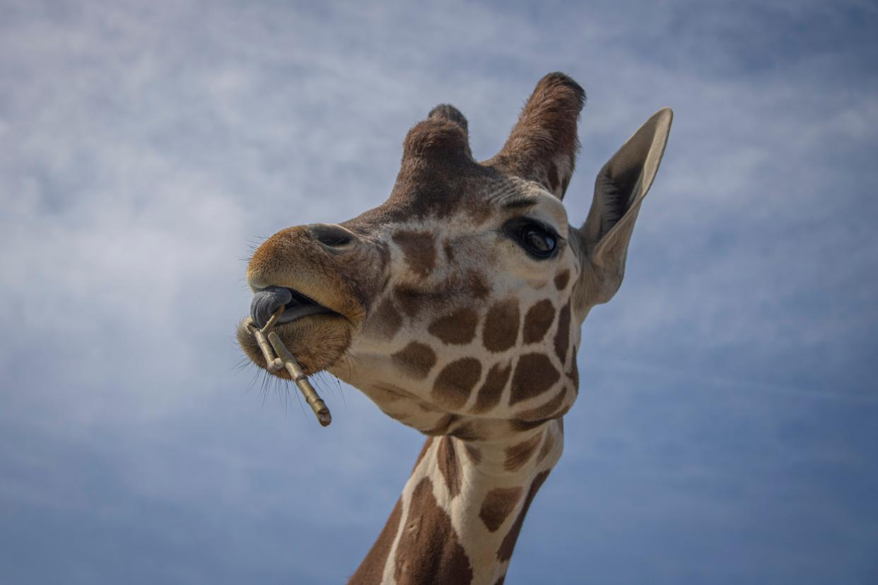 African Safari Wildlife Park noted Earth Day with $2,000 in donations to 10 organizations dedicated to conserving wildlife and the environment.