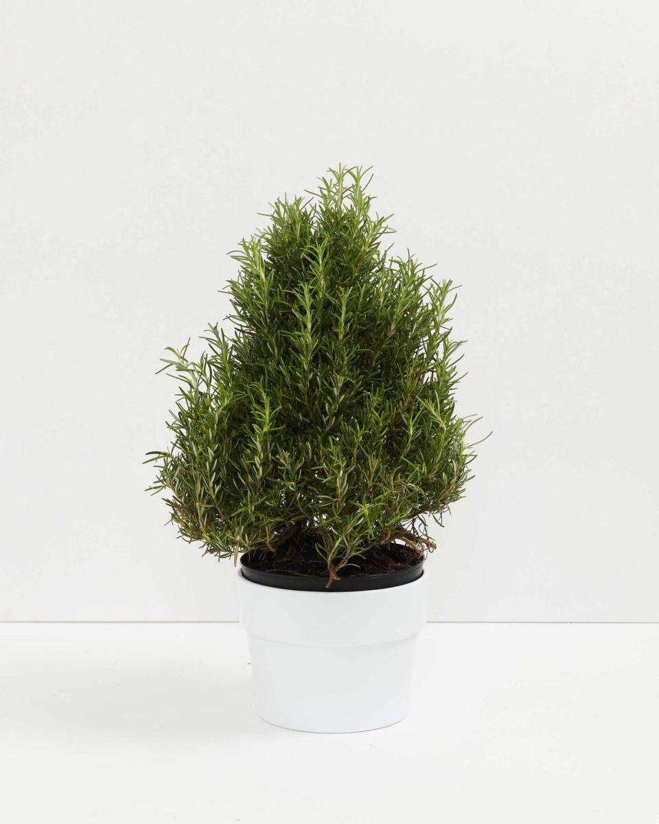 10) Rosemary Christmas Tree