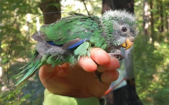 Rare parakeets in New Zealand are back in business with a major increase in nests this season  - Department of Conservation