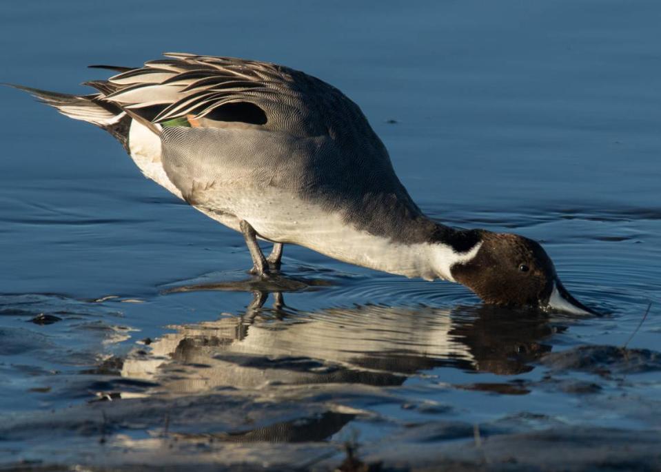 A Northern Pintail is shown feeding on Lake Mattamuskeet in 2016. The Hyde County lake is the proposed site of an algae treatment pilot program that received $5 million in the 2021 North Carolina budget but that’s stirring concern among birders and environmental groups who are worried about potential impacts to wildlife.