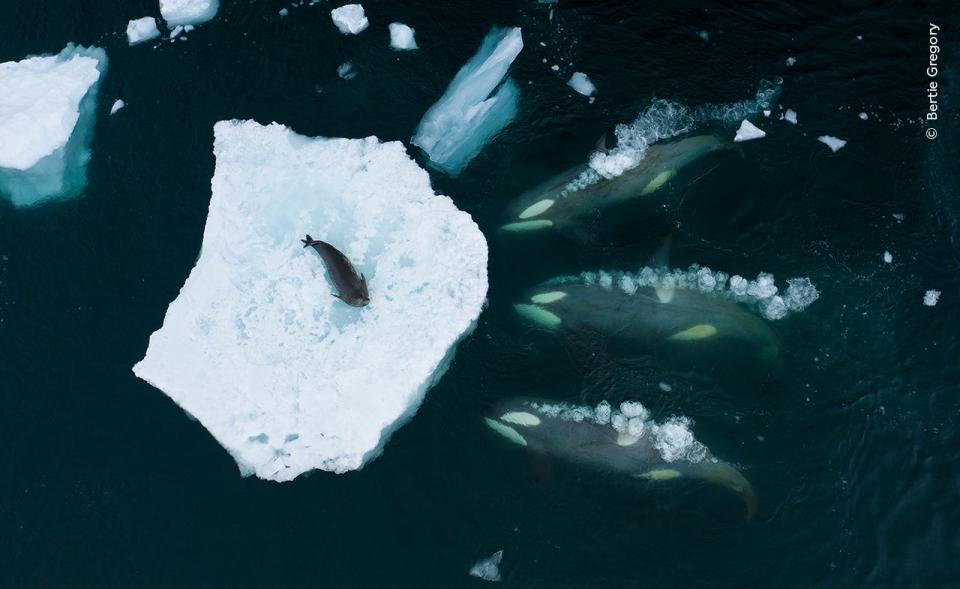 Bertie Gregory, winner of the Behaviour: Mammals category, tracks a pod of orcas as they prepare to ‘wave wash’ a Weddell seal in the Antarctic Peninsula, Antarctica.