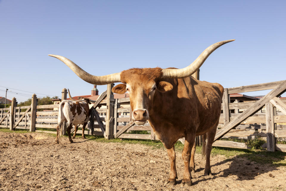 Live like a cowboy at XX. (Getty Images)