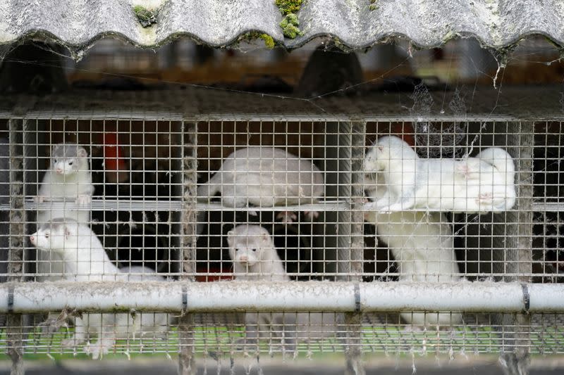 Caged minks are seen amid the coronavirus disease (COVID-19) outbreak, at a mink farm in Gjoel, North Jutland