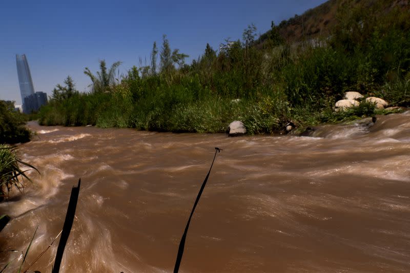 De aguas servidas a humedal: la vida salvaje retorna a río de capital chilena