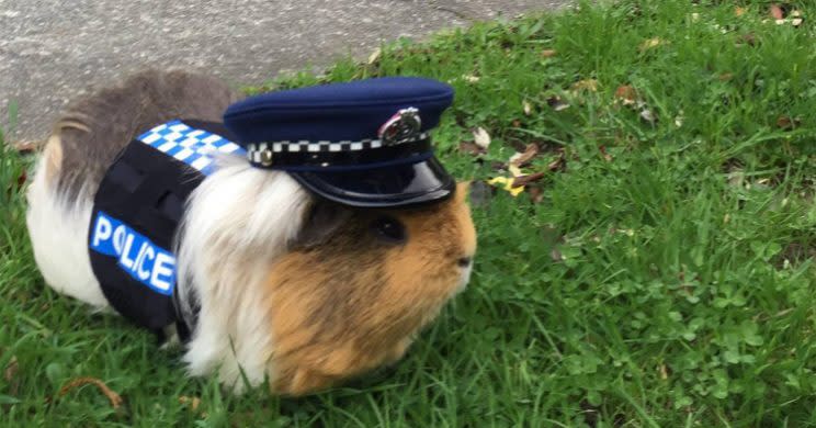 Meerschweinchen Elliot Screenshot Polizei Neuseeland