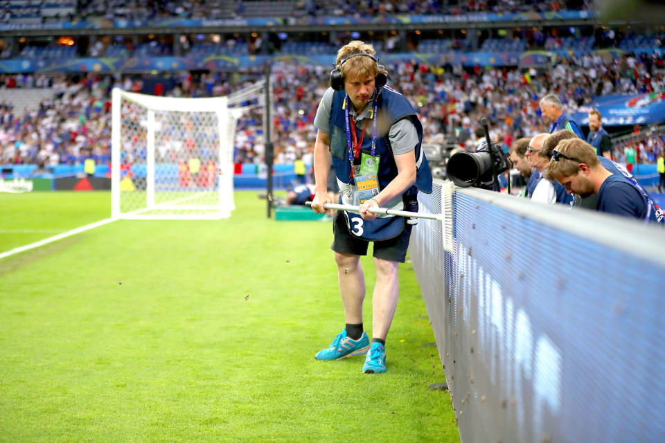 Insects on the pitch