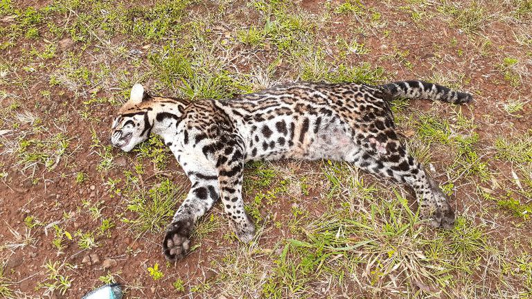 Una ocelote preñada fue atropellada el lunes y un día más tarde, otro ejemplar murió al ser embestido a 140 kms de Iguazú cerca de El Alcázar.