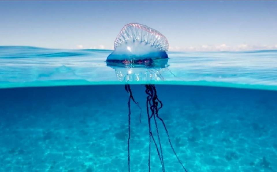 Una medusa &quot;caravella portoghese&quot;, sempre meno rara in Mediterraneo