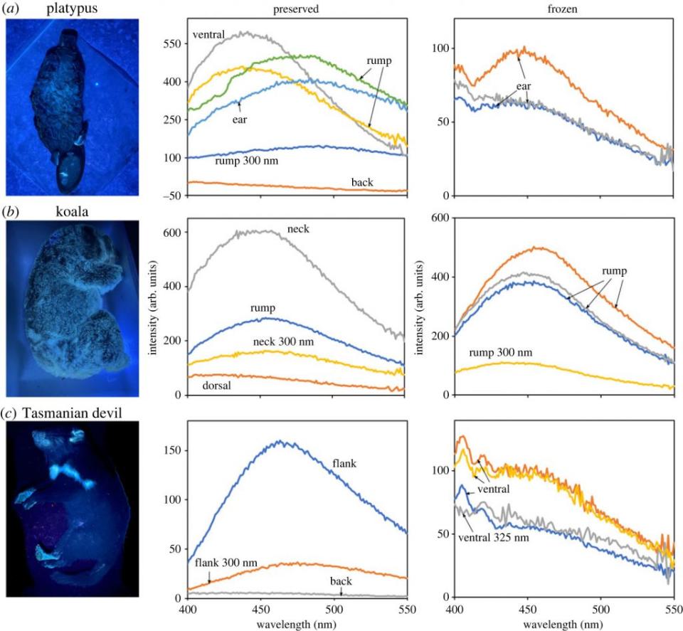 照片展示了在紫外光下使用濾鏡的冷凍樣本。鴨嘴獸（a）、無尾熊（b）和塔斯馬尼亞惡魔（c）。（圖／<a href="https://royalsocietypublishing.org/doi/10.1098/rsos.230325" rel="nofollow noopener" target="_blank" data-ylk="slk:Royal Society Open Science;elm:context_link;itc:0;sec:content-canvas" class="link ">Royal Society Open Science</a>）