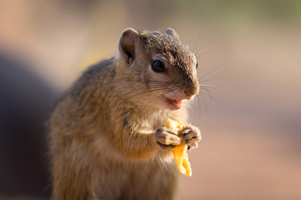 https://www.gettyimages.co.uk/detail/photo/happy-squirrel-having-a-snack-royalty-free-image/504796128