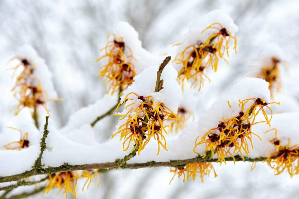 snow-covered witch hazel branches