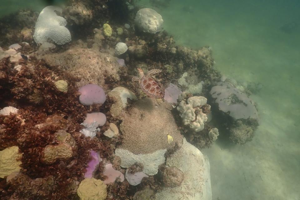 En esta imagen proporcionada por la Oficina Nacional de Administración Oceánica y Atmosférica de Estados Unidos muestra una tortuga nadando cerca de un coral, con algunas partes blancas o rosas, que representan indicios de blanqueamiento, frente a la costa de Islamorada, Florida, el 23 de julio de 2023. (Andrew Ibarra/NOAA vía AP)