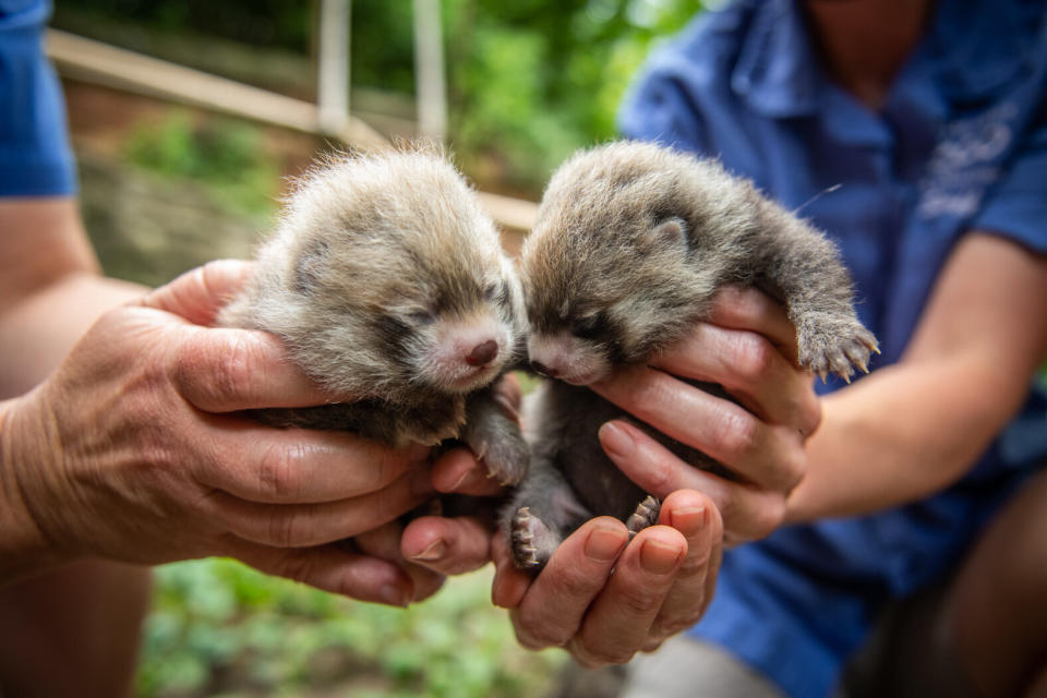 Red panda cubs, a male and a female, were born at Columbus Zoo on June 13. (Photo: Grahm S. Jones, Columbus Zoo and Aquarium)