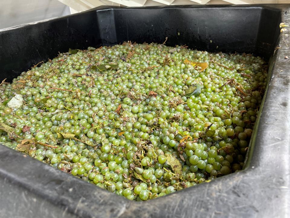 A bin of Elvira grapes is readied for the crusher at Living Roots Wine & Co.'s new production facility near Hammondsport in September 2023.