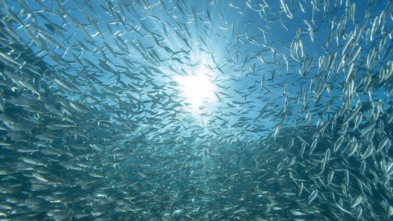 huge school of fish underwater