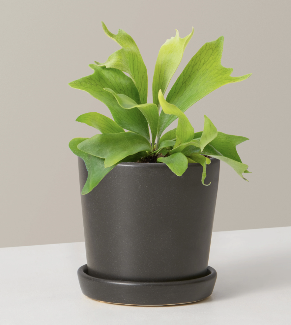 <p><a href="https://go.redirectingat.com?id=74968X1596630&url=https%3A%2F%2Fwww.thesill.com%2Fproducts%2Fstaghorn-fern%3Fvariant%3D40785558306921&sref=https%3A%2F%2Fwww.housebeautiful.com%2Flifestyle%2Fgardening%2Fg46199986%2Fjoanna-gaines-favorite-houseplants%2F" rel="nofollow noopener" target="_blank" data-ylk="slk:Shop Now;elm:context_link;itc:0;sec:content-canvas" class="link ">Shop Now</a></p><p>Staghorn Fern</p><p>thesill.com</p><p>$38.00</p>