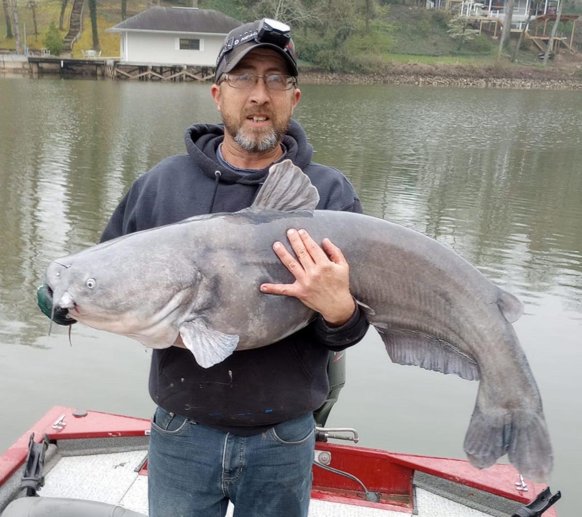 Tennessee fisherman lands second huge catfish in a week - Yahoo Sports