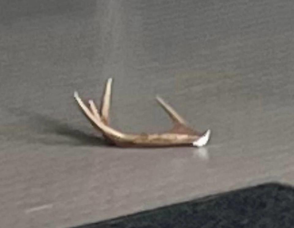 An antler left behind by a “burglar” deer in New Hampshire, according to Barnstead police.