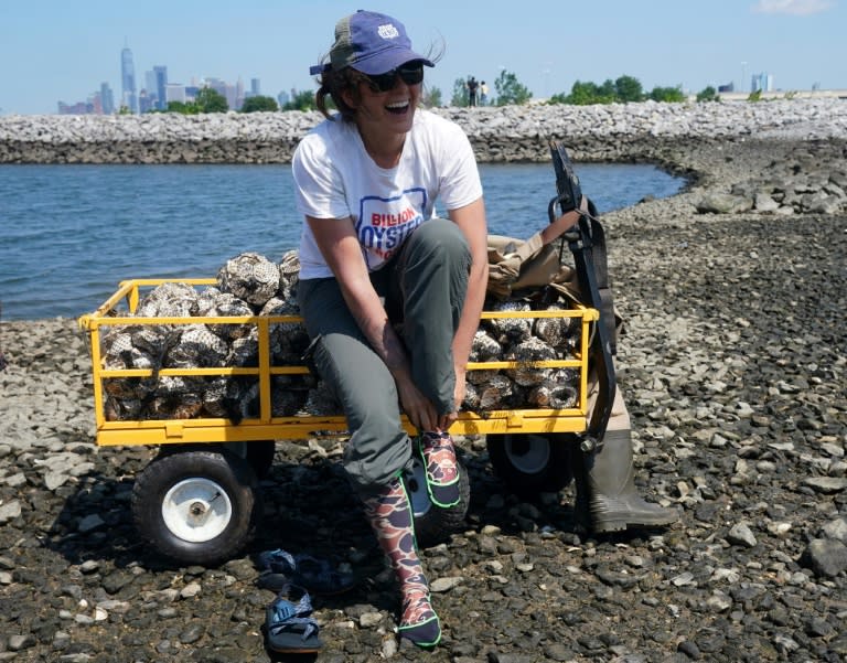 New York's waters were once filled with oysters, but were almost extinct by the early 20th century because of overfishing and pollution