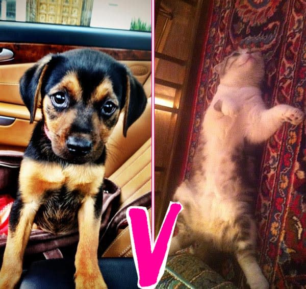 Miley Cyrus’ Dog V. Taylor Swift’s Cat: Who Has The Cuter Pet?