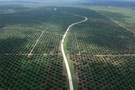 An aerial photo of a palm oil plantation in Batanghari, Jambi province, Sumatra island, Indonesia November 28, 2018. Picture taken November 28, 2018. Antara Foto/Wahdi Septiawan/via REUTERS/Files