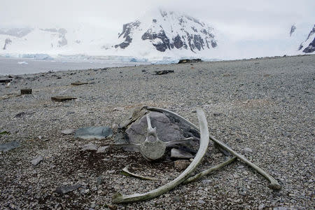 A whale's bones are seen on Danco Island, Antarctica, February 14, 2018. REUTERS/Alexandre Meneghini