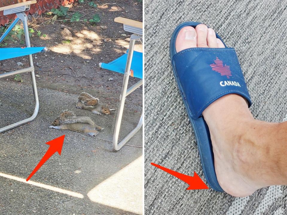 Squirrels laying in the shade and a slide on a foot that's too small.