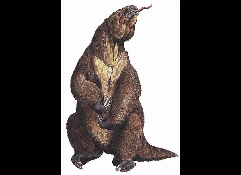 Giant ground sloths of this genus were about the size of today's elephants. The megatherium only went extinct around 10,000 years ago (right around the time when humans started farming), and smaller relatives may have survived as late as the 16th century!