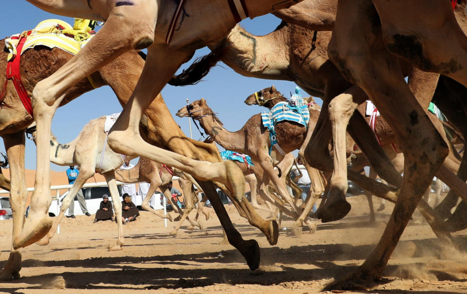 <p>Camels race during the Liwa 2018 Moreeb Dune Festival on Jan. 1 in the Liwa desert, some 250 kilometers west of Abu Dhabi, United Arab Emirates. (Photo: Karim Sahib/AFP/Getty Images) </p>