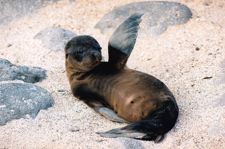 Tiny sea lion