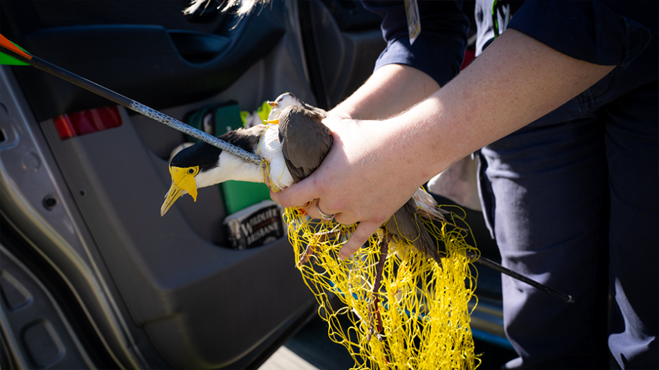 An RSPCA rescuer holds the injured plover with an arrow through its chest. The yellow net can be seen hanging from its body.