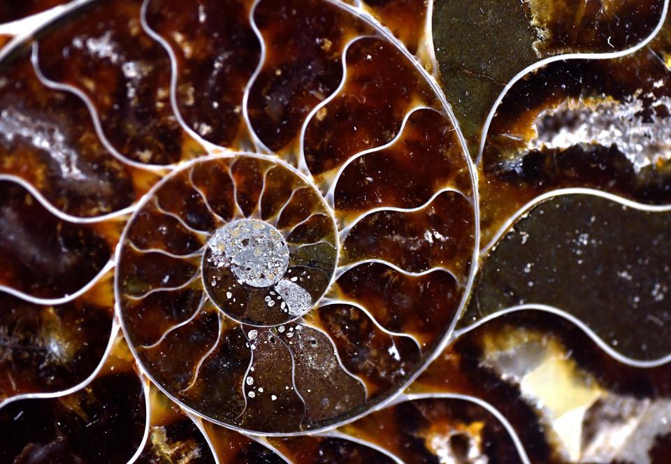 An ammonite up to 200 million years old is displayed at the Doc’s Rocks table.