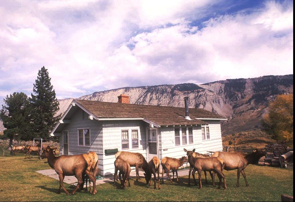 Yellowstone National Park elk forage around a Mammoth, Wyoming home in the Park in this October, 1994 file photo. Elk can be aggressive toward people in the fall mating season when bulls are competing for cows.  Park biologists say the problem of habituated animals is not going away.