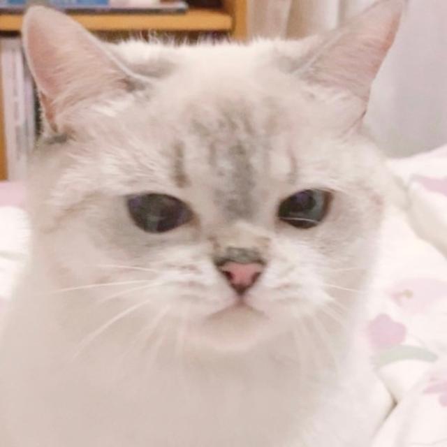 This cat's expressions accurately capture how we've felt over the years