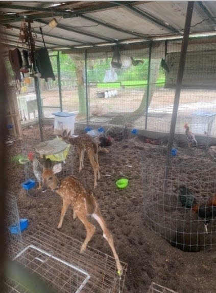 Two fawn whitetail deer in cage with roosters.