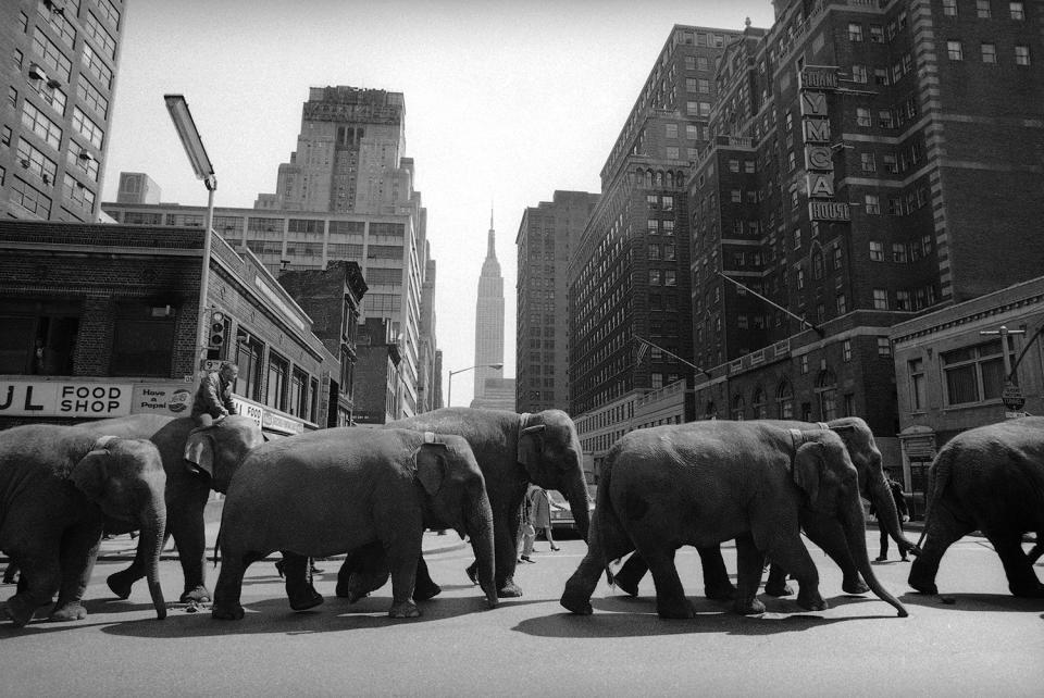 <p>Elephants parade towards Madison Square Garden in New York City on April 2, 1968, where the Ringling Brothers Barnum and Bailey Circus opens the same night. The elephants were part of a herd of 17 which will appear at the Garden. (AP Photo/John Lindsay) </p>